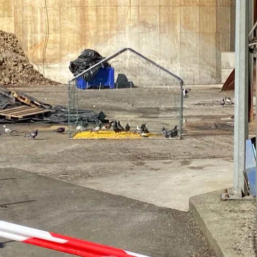 Photo d'une volière sur le toit d'une industrie agroalimentaire permettant la capture de pigeons.