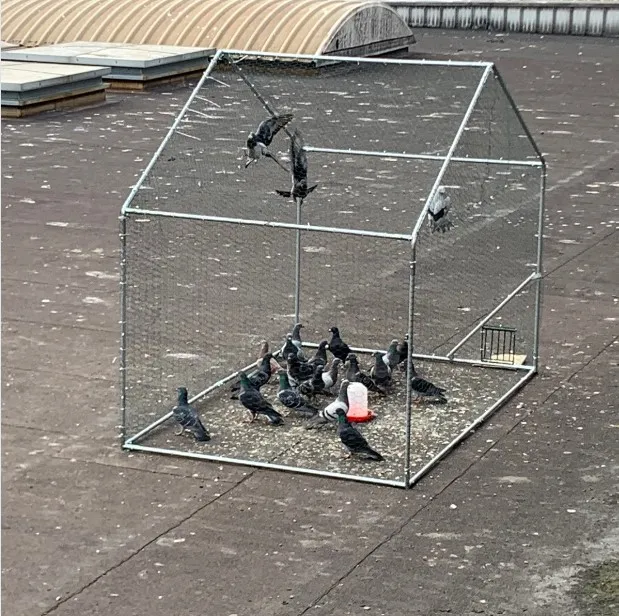 Photo d'une volière pour la capture de pigeon sur le toit d'un entrepôt logistique.