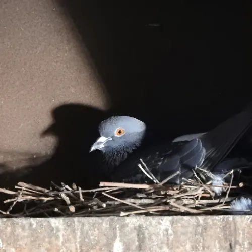 Photo d'un pigeon dans son nid mettant en avant la contraception aviaire dans le cadre d'un dépigeonnage raisonné.
