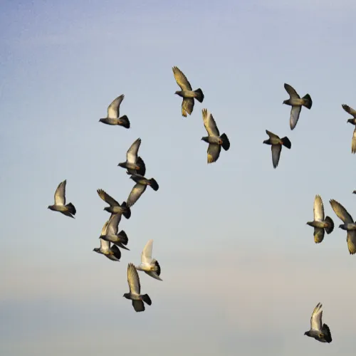 Comment faire fuir les pigeons avec des méthodes de dépigeonnage ? Photo montrant des pigeons en vol après une opération pour les éloigner.
