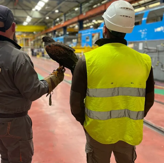 Photo d'un effarouchement en industrie spécialisée avec la fauconnerie.