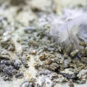 Photo de fientes de pigeons / Guano.
