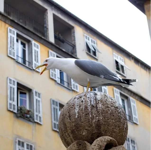 Photo d'un goéland agressif en ville.
