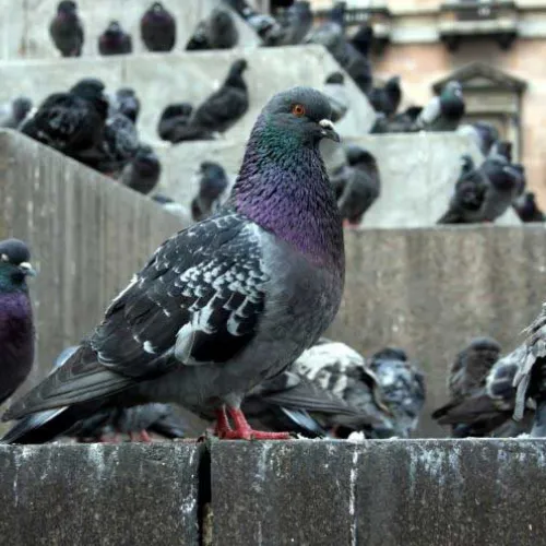Photo d'une invasion de pigeons en ville montrant les dégâts notamment les fientes.