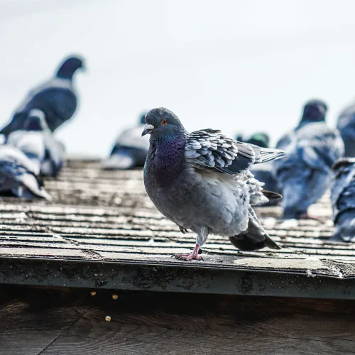 Photo de plusieurs pigeons sur un toit.