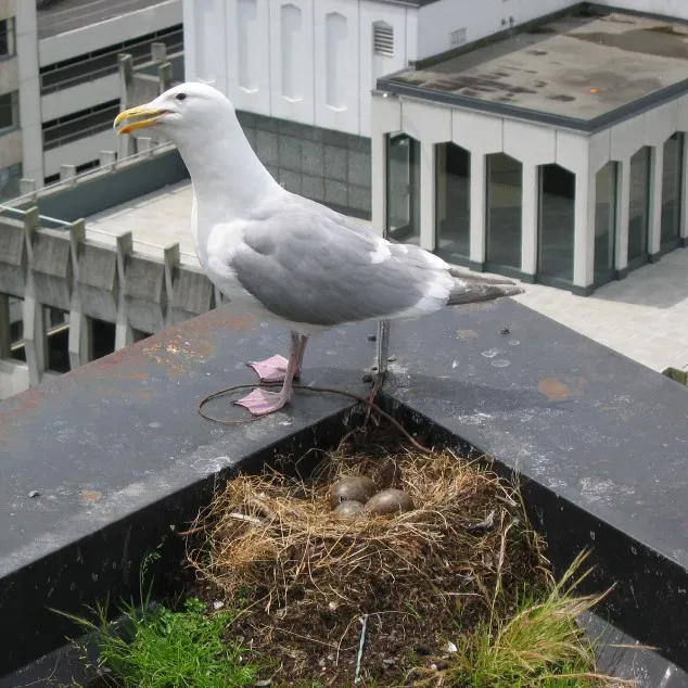 Photo d'un goéland près de son nid sur le toit d'une industrie.