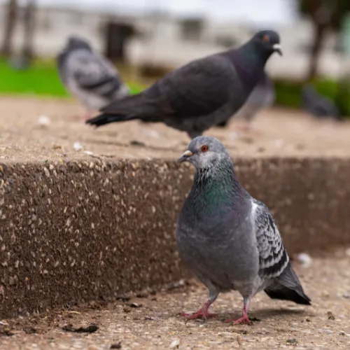 Photo d'un pigeon biset sur un trottoir.