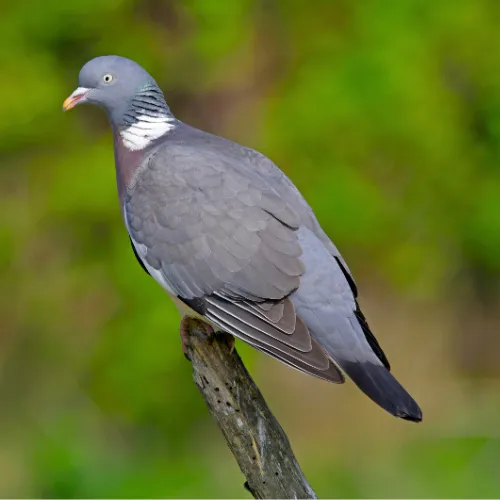 Photo d'un pigeon ramier (Columba palumbus).