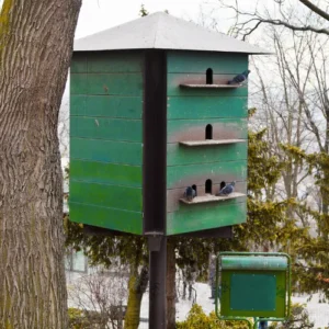 Photo d'un pigeonnier contraceptif pour réguler la population de pigeons en ville.