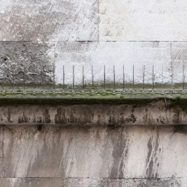 Photo de pics anti pigeon sur un bâtiment historique lors d'un dépigeonnage dans les Hauts-de-France.