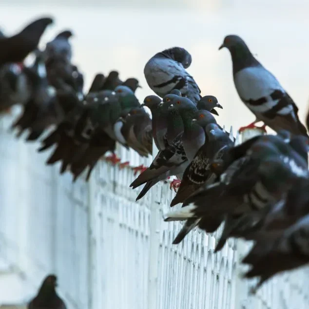 Photo de dizaines de pigeons sur une clôture.