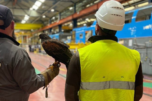 Photo d'une opération de fauconnerie en industrie spécialisé.