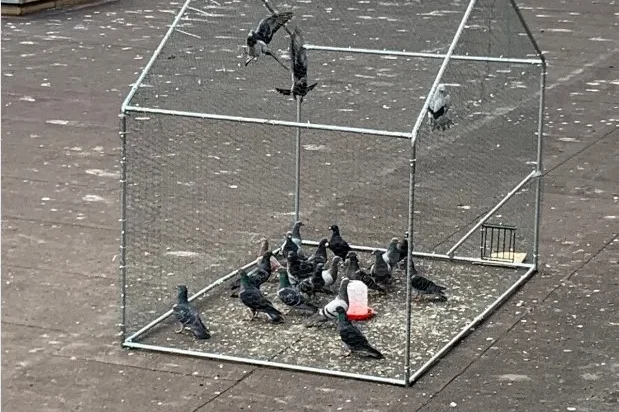 Photo d'une volières avec plusieurs pigeons capturées lors d'un dépigeonnage en logistique.