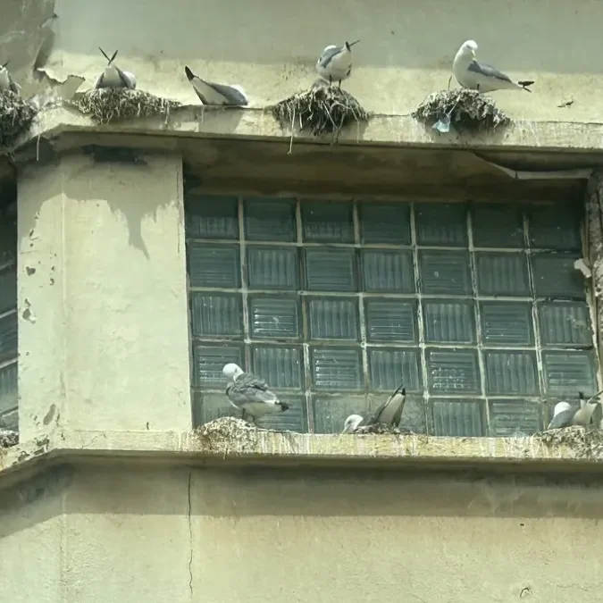 Des dizaines de goélands sur un rebord de fenêtre avec des nids en dessous provoquant des dégâts dus aux fientes sur le bâtiment.