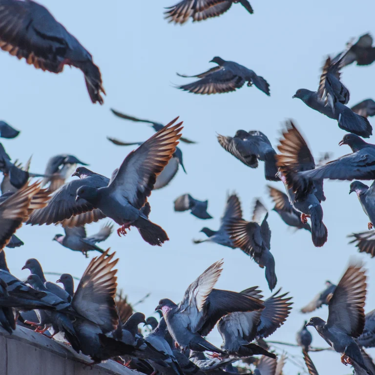 Photo de dizaines de pigeons qui ont envahi un toit.