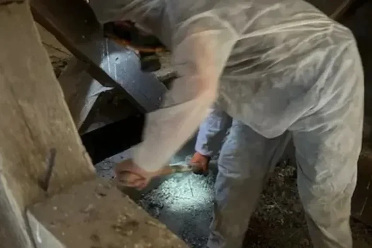 Opération de dépigeonnage dans une église : un homme nettoie avant la pose de dispositifs anti pigeons.