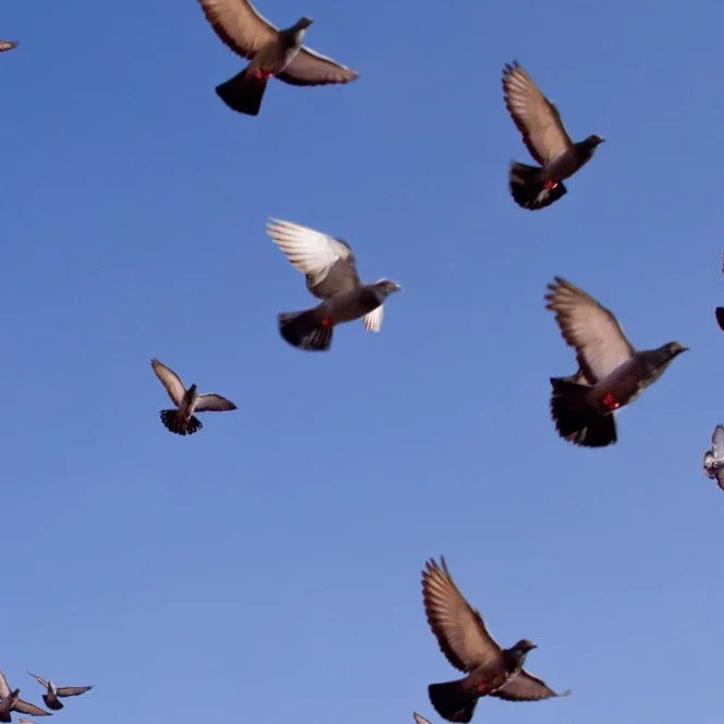 Photo de pigeons en grand nombre en plein vol.