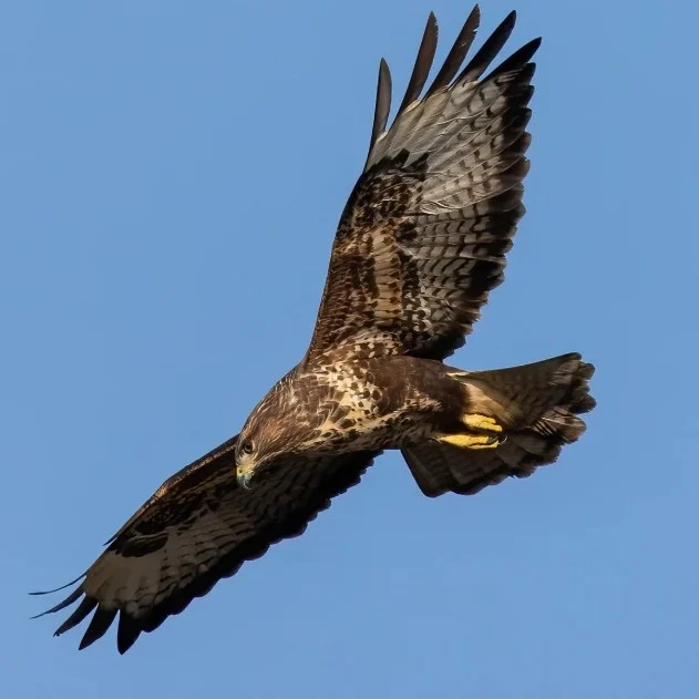 Photo d'une buse en plein vol lors d'une opération de fauconnerie dans le cadre d'un dépigeonnage Hauts-de-France.