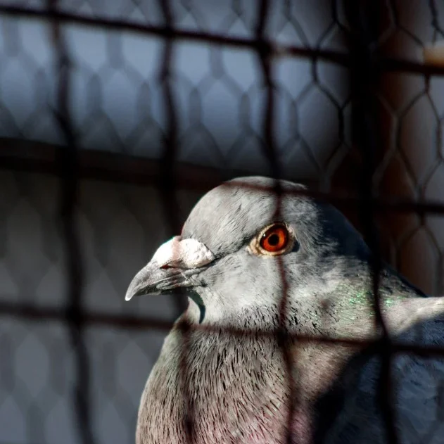 Photo d'un pigeon dans une cage de rétention lors d'une opération de dépigeonnage dans les Hauts-de-France.